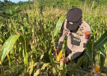 Dukung Ketahanan Pangan Asta Cita, Bhabinkamtibmas Desa Tanjung Buka Aktif Dampingi dan Dorong Kemandirian Masyarakat