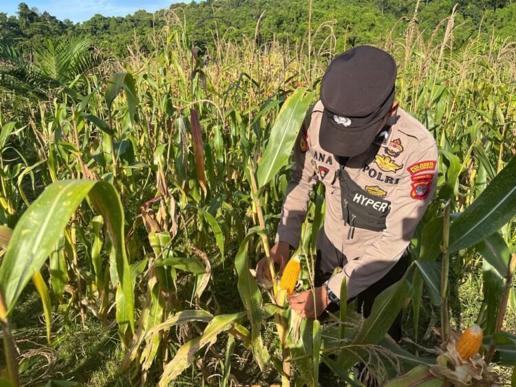 Dukung Ketahanan Pangan Asta Cita, Bhabinkamtibmas Desa Tanjung Buka Aktif Dampingi dan Dorong Kemandirian Masyarakat