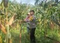 Bhabinkamtibmas Polresta Bulungan Dampingi Panen Jagung Kelompok Tani Bina Kayan, Wujud Nyata Dukungan Polri terhadap Ketahanan Pangan