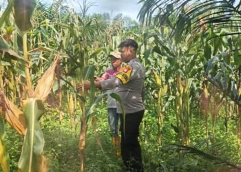 Bhabinkamtibmas Polresta Bulungan Dampingi Panen Jagung Kelompok Tani Bina Kayan, Wujud Nyata Dukungan Polri terhadap Ketahanan Pangan