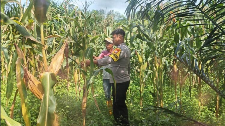 Bhabinkamtibmas Polresta Bulungan Dampingi Panen Jagung Kelompok Tani Bina Kayan, Wujud Nyata Dukungan Polri terhadap Ketahanan Pangan