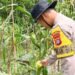 Bhabinkamtibmas Polsek Tanjung Palas Cek Tanaman Jagung, Wujud Nyata Dukungan Polri terhadap Ketahanan Pangan Masyarakat