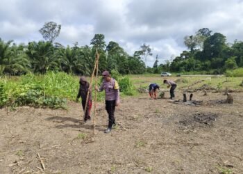 Kapolsek Sembakung Pimpin Pengolahan Lahan Pertanian, Dukung Ketahanan Pangan Nasional