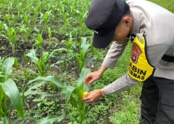 Bhabinkamtibmas Polsek Tanjung Palas Cek Tanaman Jagung Warga, Dukung Program Ketahanan Pangan Polda Kaltara