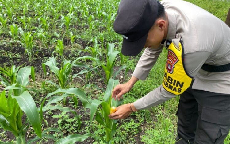 Bhabinkamtibmas Polsek Tanjung Palas Cek Tanaman Jagung Warga, Dukung Program Ketahanan Pangan Polda Kaltara