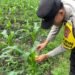 Bhabinkamtibmas Polsek Tanjung Palas Cek Tanaman Jagung Warga, Dukung Program Ketahanan Pangan Polda Kaltara