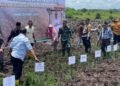 Sinergi Ketahanan Pangan, Polresta Bulungan Hadiri Tanam Padi Serentak di Desa Salimbatu