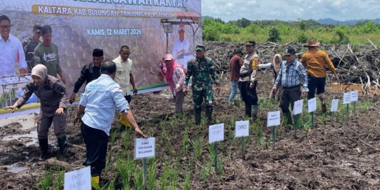 Sinergi Ketahanan Pangan, Polresta Bulungan Hadiri Tanam Padi Serentak di Desa Salimbatu