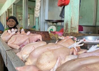 Isu Flu Burung, Pengusaha Jamin Ayam Potong di Tarakan Aman Dikonsumsi