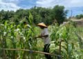 Dukung Swasembada Pangan, Bhabinkamtibmas Polsek Bunyu Pantau Perkembangan Tanaman Jagung Warga