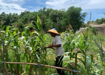 Dukung Swasembada Pangan, Bhabinkamtibmas Polsek Bunyu Pantau Perkembangan Tanaman Jagung Warga