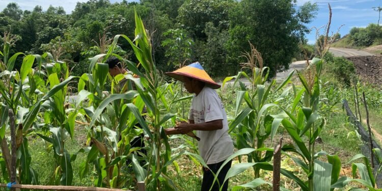 Dukung Swasembada Pangan, Bhabinkamtibmas Polsek Bunyu Pantau Perkembangan Tanaman Jagung Warga