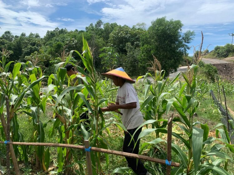 Dukung Swasembada Pangan, Bhabinkamtibmas Polsek Bunyu Pantau Perkembangan Tanaman Jagung Warga