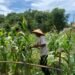Dukung Swasembada Pangan, Bhabinkamtibmas Polsek Bunyu Pantau Perkembangan Tanaman Jagung Warga