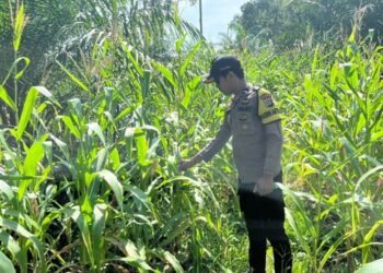 Dukung Ketahanan Pangan, Polresta Bulungan Lakukan Penanaman Jagung di Desa Long Lembu