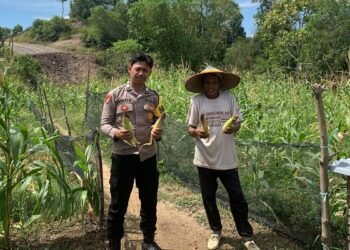 Dukung Ketahanan Pangan, Bhabinkamtibmas Polsek Bunyu Dampingi Panen Jagung Kelompok Tani Bina Usaha