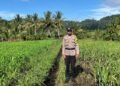 Dukung Ketahanan Pangan, Bhabinkamtibmas Polsek Tanjung Palas Kawal Penanaman Jagung di Desa Gunung Putih