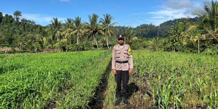 Dukung Ketahanan Pangan, Bhabinkamtibmas Polsek Tanjung Palas Kawal Penanaman Jagung di Desa Gunung Putih