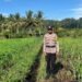 Dukung Ketahanan Pangan, Bhabinkamtibmas Polsek Tanjung Palas Kawal Penanaman Jagung di Desa Gunung Putih