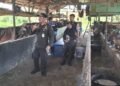 Jelang Idul Adha 1447 H: Karantina Kaltara Perketat Pengawasan Hewan Kurban, Ribuan Ternak Legal Mulai Masuk Tarakan