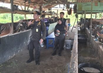 Jelang Idul Adha 1447 H: Karantina Kaltara Perketat Pengawasan Hewan Kurban, Ribuan Ternak Legal Mulai Masuk Tarakan