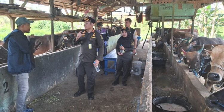 Jelang Idul Adha 1447 H: Karantina Kaltara Perketat Pengawasan Hewan Kurban, Ribuan Ternak Legal Mulai Masuk Tarakan