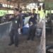 Jelang Idul Adha 1447 H: Karantina Kaltara Perketat Pengawasan Hewan Kurban, Ribuan Ternak Legal Mulai Masuk Tarakan