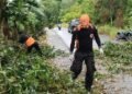 Dramatis! BPBD Tarakan Lawan Semut Angkrang Demi Buka Jalan di Juata Laut 