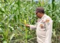 Dukung Ketahanan Pangan Nasional, Polsek Tanjung Palas Monitoring Tanaman Jagung di Desa Gunung Putih