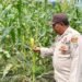 Dukung Ketahanan Pangan Nasional, Polsek Tanjung Palas Monitoring Tanaman Jagung di Desa Gunung Putih