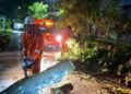 Cuaca Ekstrem Landa Tarakan, BPBD Gerak Cepat Bersihkan Pohon Tumbang di Sejumlah Wilayah