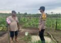 Dukung Swasembada Pangan, Bhabinkamtibmas Polsek Tanjung Palas Pantau Perkembangan Tanaman Jagung Warga