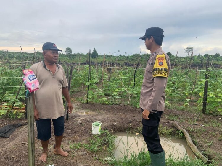 Dukung Swasembada Pangan, Bhabinkamtibmas Polsek Tanjung Palas Pantau Perkembangan Tanaman Jagung Warga