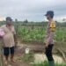 Dukung Swasembada Pangan, Bhabinkamtibmas Polsek Tanjung Palas Pantau Perkembangan Tanaman Jagung Warga