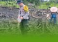 Dukung Ketahanan Pangan Nasional, Bhabinkamtibmas Polsek Sesayap Tanam Jagung Bersama Warga Rian Rayo