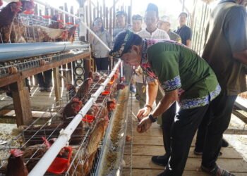 Gubernur Panen Perdana Ayam Petelur, Perkuat Ketahanan Pangan dan Gizi Masyarakat