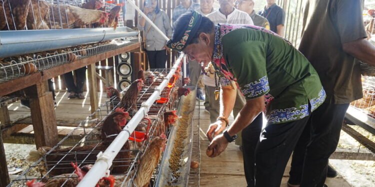 Gubernur Panen Perdana Ayam Petelur, Perkuat Ketahanan Pangan dan Gizi Masyarakat