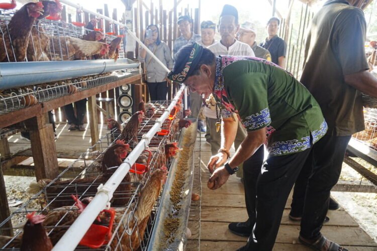 Gubernur Panen Perdana Ayam Petelur, Perkuat Ketahanan Pangan dan Gizi Masyarakat