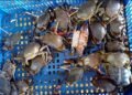 Bappeda Litbang Tarakan Gelar Kajian Ekspor Udang dan Kepiting untuk Genjot Potensi Daerah