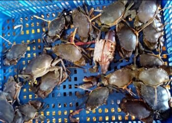 Bappeda Litbang Tarakan Gelar Kajian Ekspor Udang dan Kepiting untuk Genjot Potensi Daerah