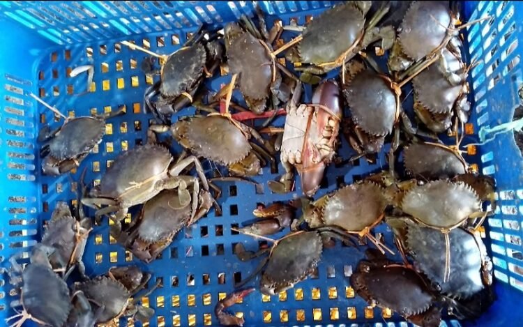 Bappeda Litbang Tarakan Gelar Kajian Ekspor Udang dan Kepiting untuk Genjot Potensi Daerah