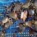 Bappeda Litbang Tarakan Gelar Kajian Ekspor Udang dan Kepiting untuk Genjot Potensi Daerah