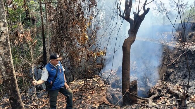 Karhutla Pemicu Batubara Aktif Pantai Amal, Jalan Provinsi Terancam Amblas 