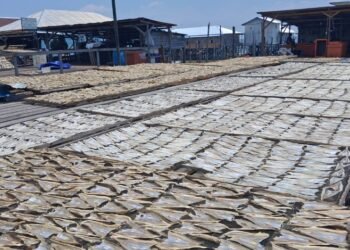 Ikan Tipis Berpotensi Tebal