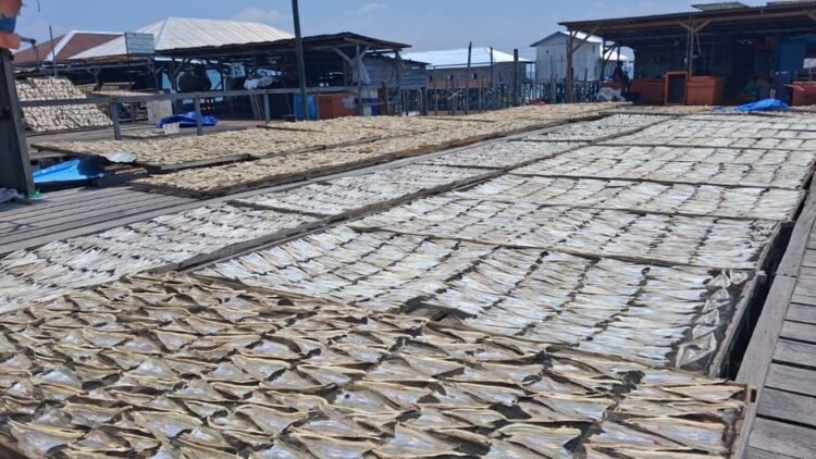 Ikan Tipis Berpotensi Tebal