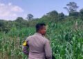 Dukung Ketahanan Pangan, Bhabinkamtibmas Polsek Sekatak Dampingi Penanaman Jagung di Desa Sekatak Bengara