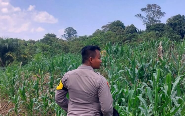 Dukung Ketahanan Pangan, Bhabinkamtibmas Polsek Sekatak Dampingi Penanaman Jagung di Desa Sekatak Bengara