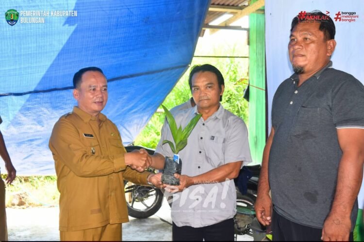 Pemkab Bulungan Salurkan 15.830 Benih Sawit dan Kakao, Produktivitas Petani Didorong Naik