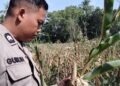 Bhabinkamtibmas Polsek Tanjung Palas Cek Lokasi Lahan Jagung yang Mengalami Gagal Panen