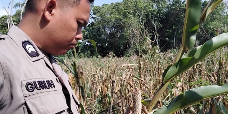 Bhabinkamtibmas Polsek Tanjung Palas Cek Lokasi Lahan Jagung yang Mengalami Gagal Panen 